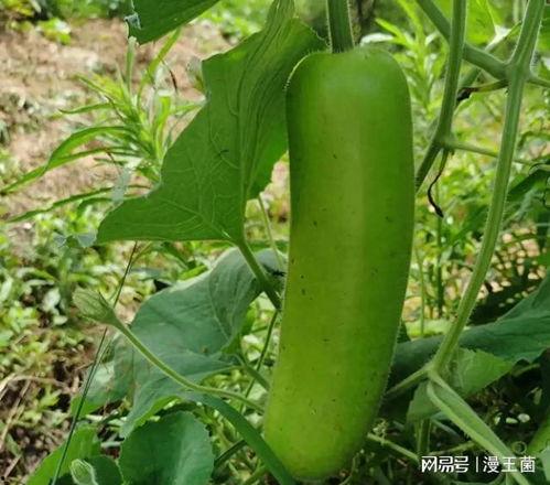 晚上直播吃瓜,揭秘娱乐圈幕后故事