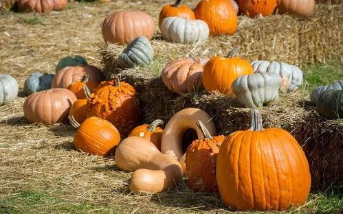 芒市的吃瓜群众,吃瓜群众的麻辣点评