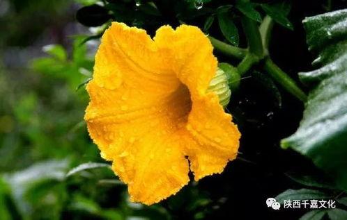 花将离相约吃瓜,离人相约，共品瓜香时光