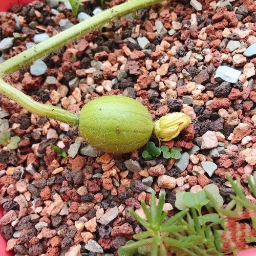 吃瓜更生su,揭秘娱乐圈的甜蜜与苦涩