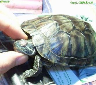 巴西龟吃瓜怎么吃,巴西龟的独特食瓜方式揭秘