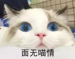 猫圈吃瓜,揭秘吃瓜群众的狂欢盛宴