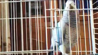 鹦鹉可以吃贝贝瓜嘛,贝贝瓜是否适合它们食用？