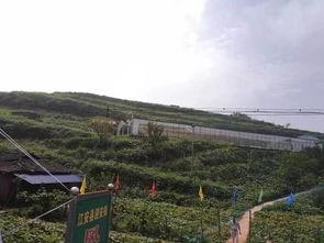 理塘吃瓜事件视频,一场网络热议背后的真相揭秘