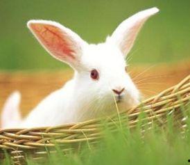 兔子可以吃冷动瓜,冷动瓜的独特魅力