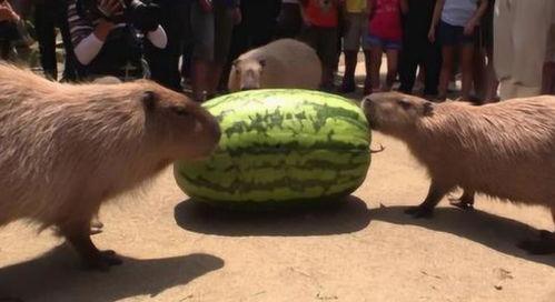 感情吃瓜炸裂,一场关于爱情的狂欢盛宴