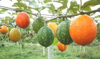 孕妇吊瓜可以吃吗