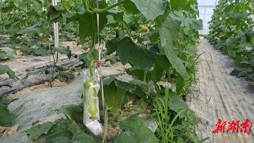 吃c瓜,揭秘“吃瓜群众”背后的娱乐真相