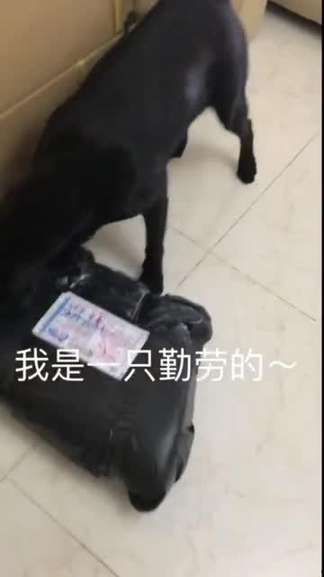 吃瓜憨豆,一场欢乐的“瓜田”之旅