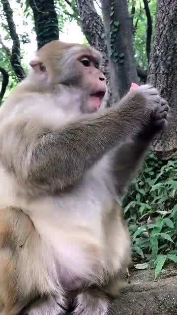 鹿崽崽吃瓜,鹿崽崽的瓜田奇遇记