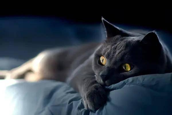 黑猫吃瓜网站,揭秘娱乐圈幕后真相，带你领略明星们的真实生活