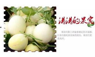 吃瓜就吃甜瓜,揭秘吃瓜就吃甜瓜的奥秘