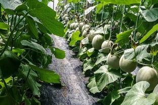 吃撑型瓜,揭秘瓜类美食的极致享受与挑战