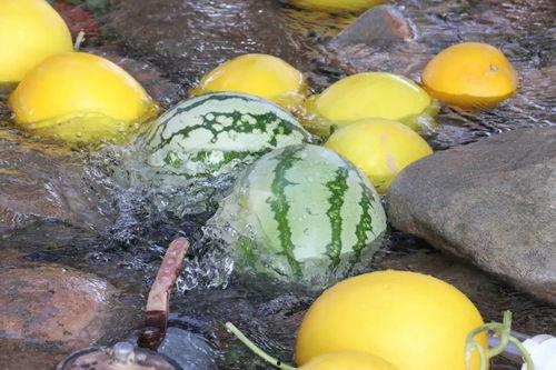 廊坊大城吃瓜视频,一场全民参与的乡村盛宴