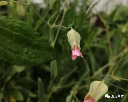 吃瓜王不留行,揭秘瓜界奇才的传奇故事