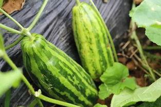 宾馆吃瓜啥意思,揭秘酒店内的神秘故事与趣闻