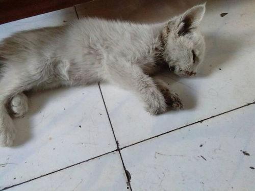 小猫吃哈密瓜吃吐了,宠物饮食安全引关注