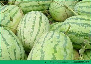 吃京瓜长肉吗,吃京瓜真的会长肉吗？”