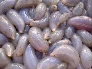 不是吃瓜是吃地瓜,不只是吃瓜，更是品味生活新风尚