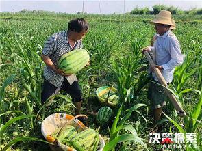 乡镇吃瓜比赛信息,吃瓜大赛欢乐上演