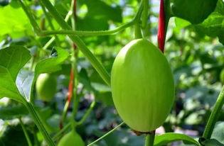 海南大量吃蜜瓜,甜蜜满园，共享瓜香四溢