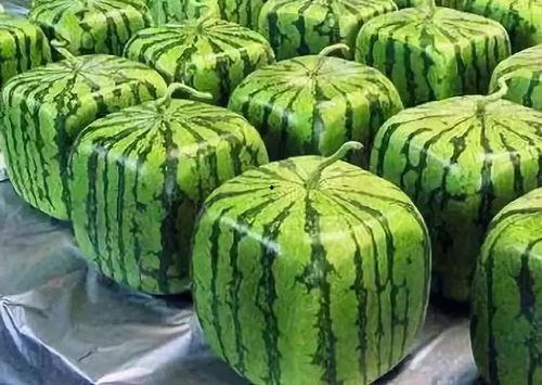 吃瓜的根源,从吃瓜起源看网络文化的演变轨迹