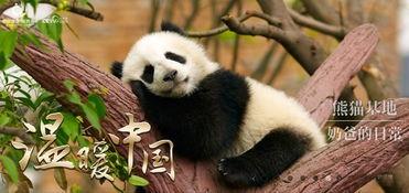熊猫吃瓜直播视频,趣味横生的欢乐时光