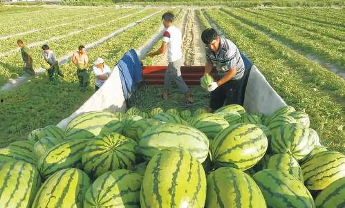 小船吃瓜看台湾