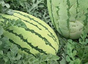 高山嫩瓜怎么吃,解锁清新口感新境界