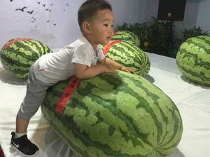 吃瓜群众乱窜事件