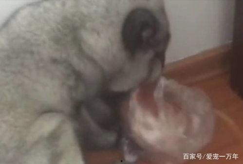 冷狐吃瓜,揭秘娱乐圈背后的那些事儿