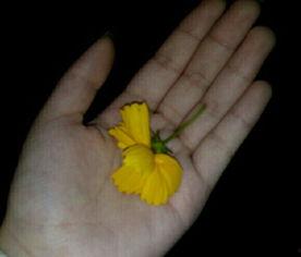 吃瓜群素材视频,一场视觉盛宴背后的故事