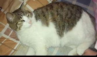 猫咪认真吃瓜,萌态十足引网友热议